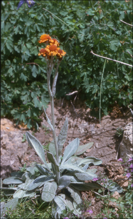 Senecio integrifolius (=S. aurantiacum)