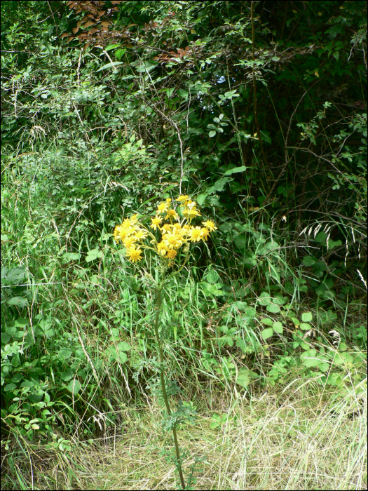 Senecio jacobaea L.