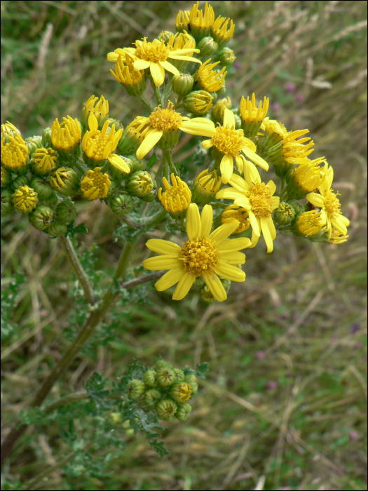 Senecio jacobaea L.