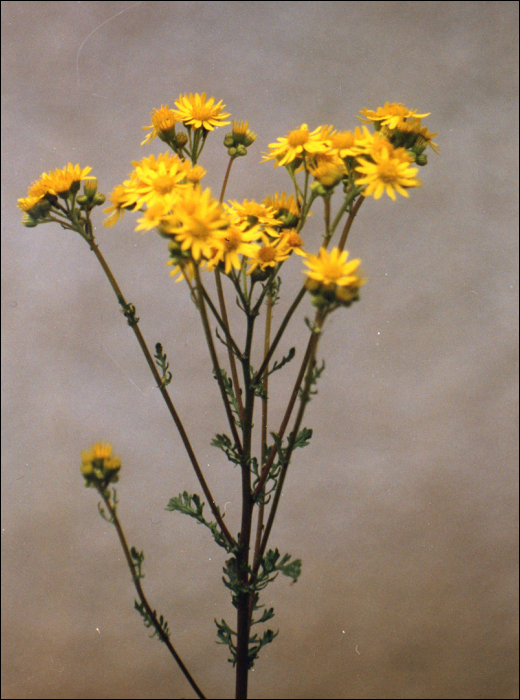 Senecio jacobaea L.