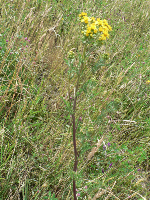 Senecio jacobaea L.