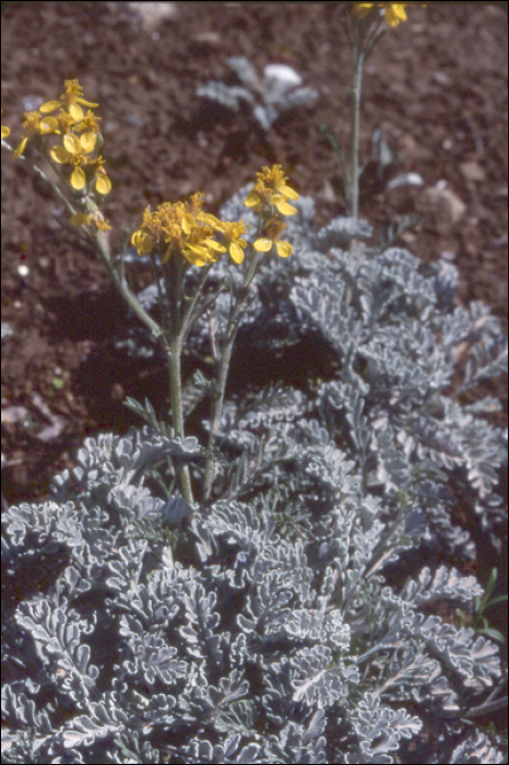 Senecio leucophyllus DC