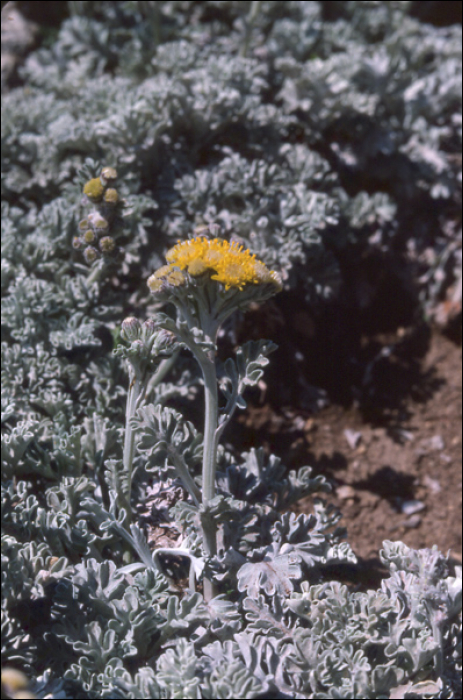 Senecio leucophyllus DC