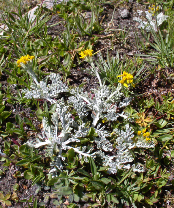 Senecio leucophyllus DC