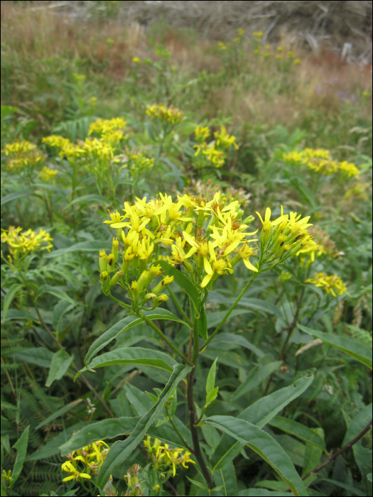 Senecio nemorensis fuchsii