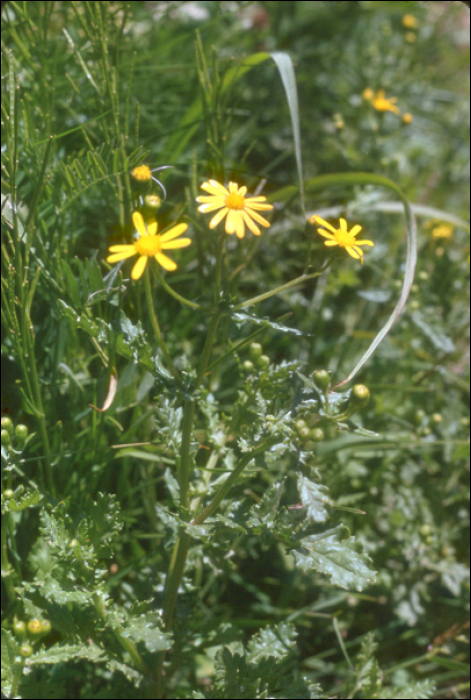 Senecio rupestris