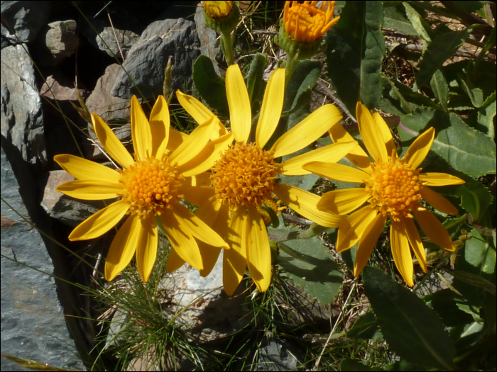 Senecio tournefortii