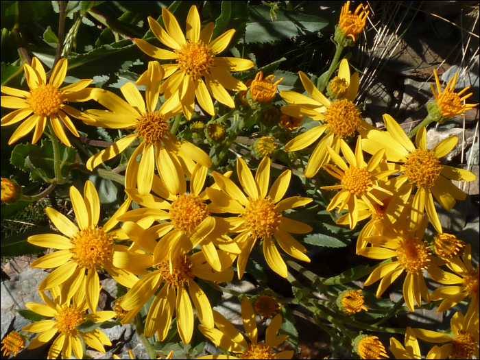 Senecio tournefortii