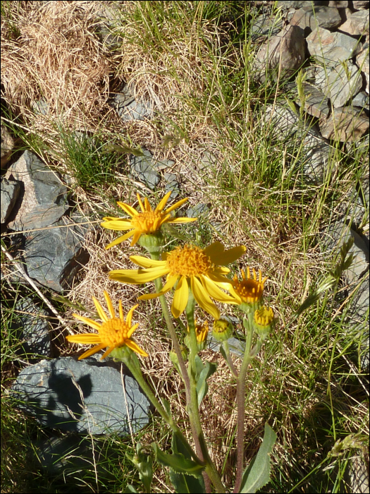 Senecio tournefortii