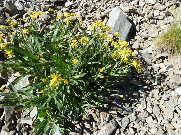 Senecio tournefortii