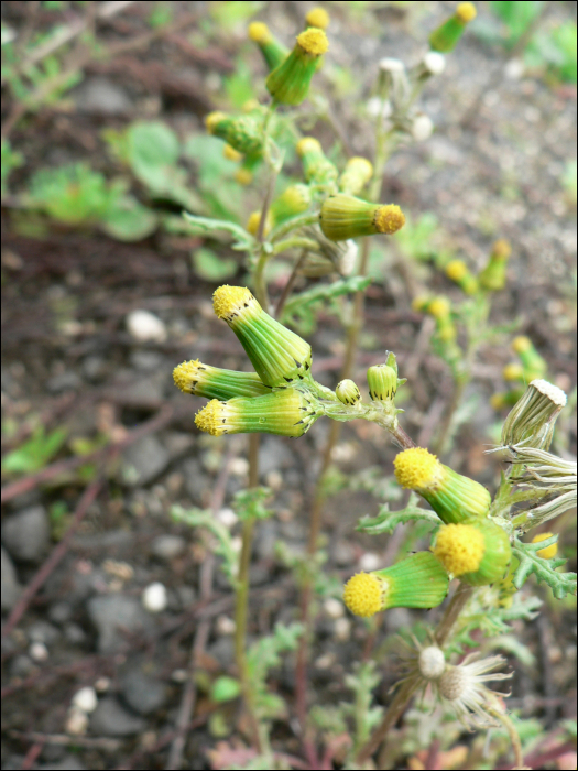 Senecio vulgaris L.