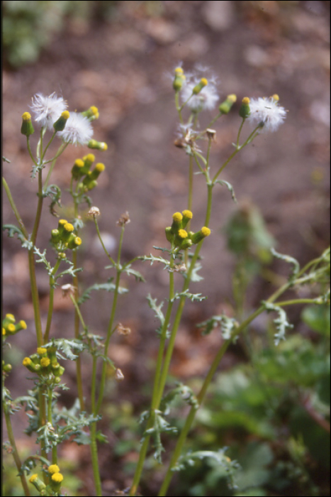 Senecio vulgaris L.