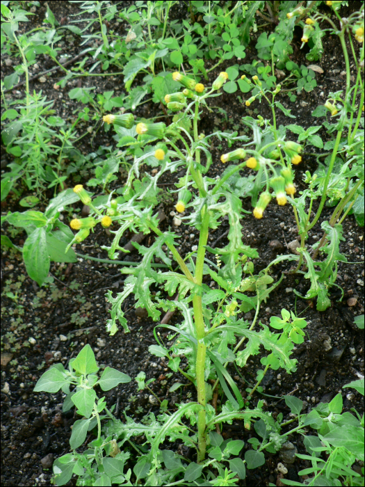 Senecio vulgaris L.