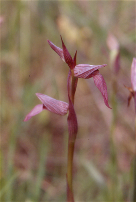 Serapias lingua