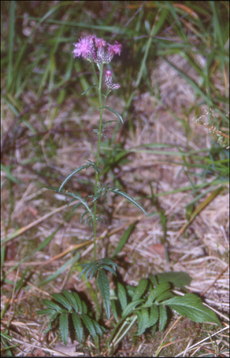 Serratula tinctoria L.