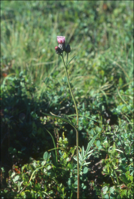 Serratula tinctoria L.