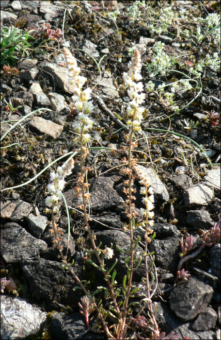 Sesamoides canescens (=Asterocarpus sesamoides)