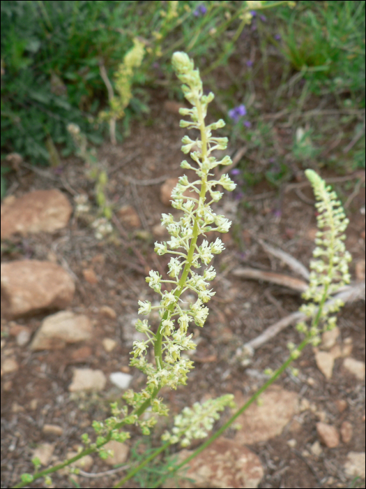 Sesamoides canescens (=Asterocarpus sesamoides)