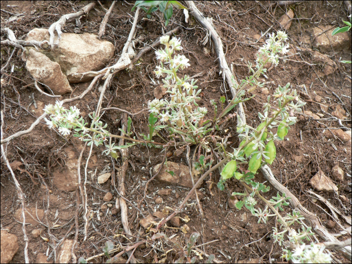 Sesamoides canescens (=Asterocarpus sesamoides)