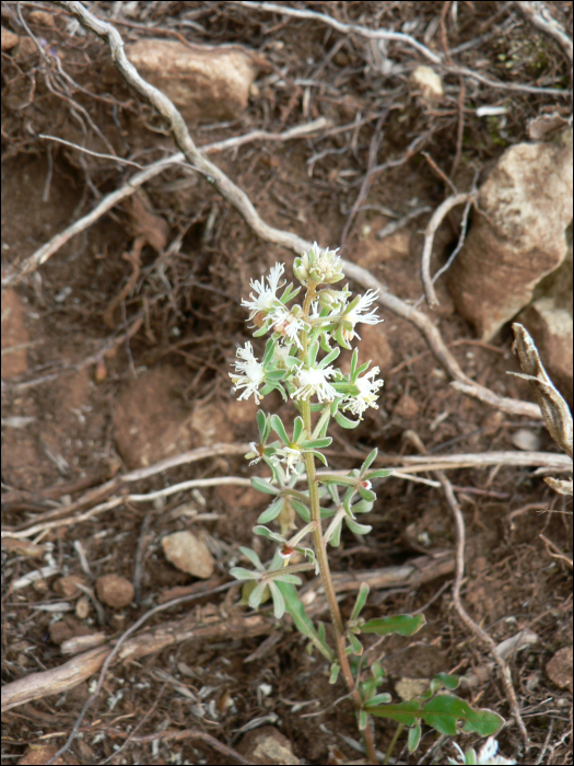 Sesamoides canescens (=Asterocarpus sesamoides)