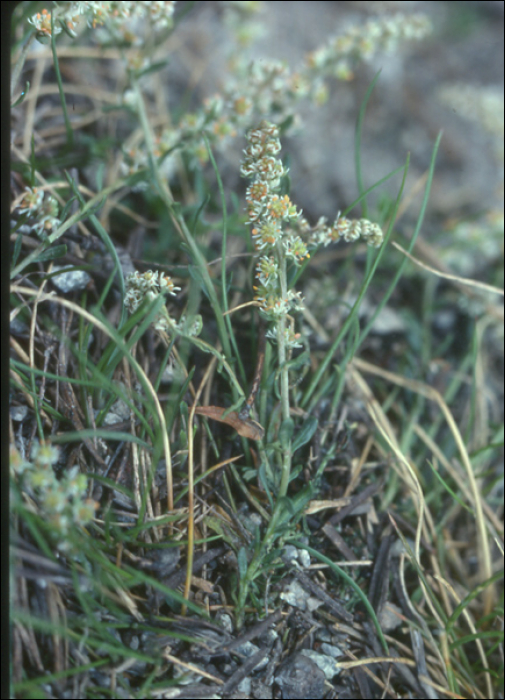 Sesamoides clusii (Sprengel) (=Asterocarpus sesamoïdes)