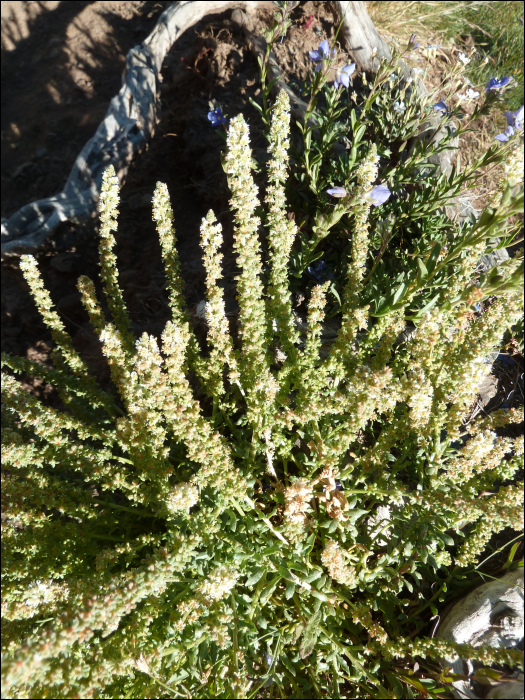 Sesamoides clusii (Sprengel) (=Asterocarpus sesamoïdes)