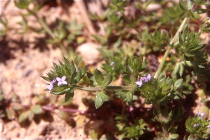 Sherardia arvensis