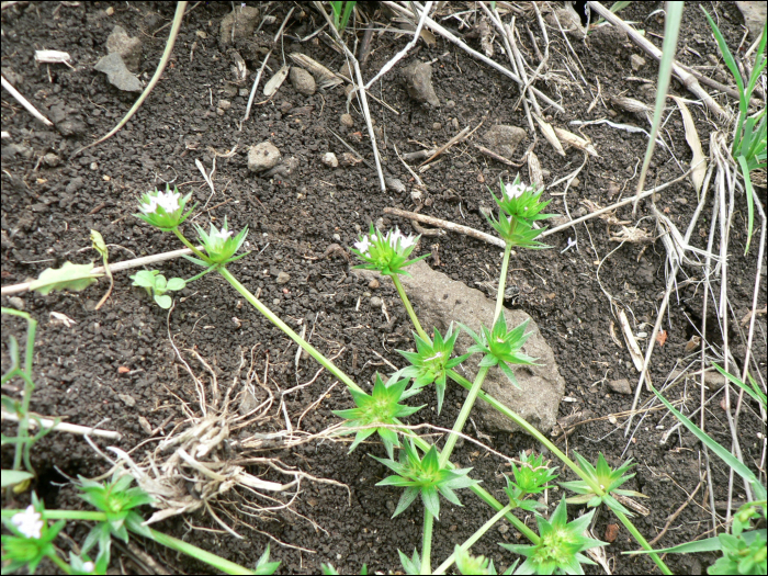 Sherardia arvensis