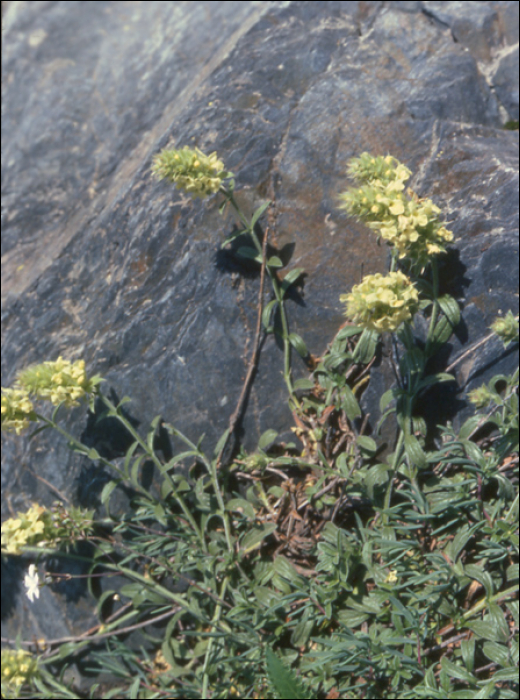 Sideritis hyssopifolia L.