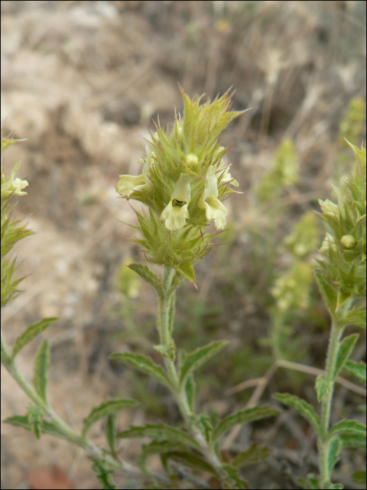 Sideritis hyssopifolia L.