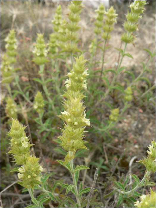Sideritis hyssopifolia L.