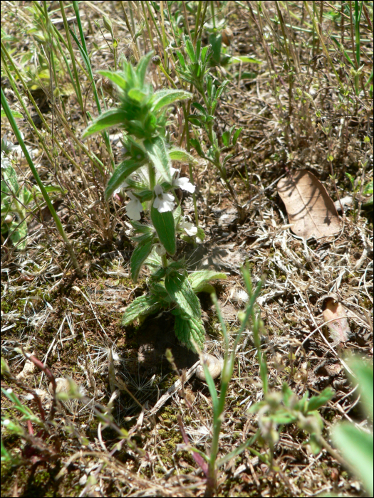 Sideritis romana