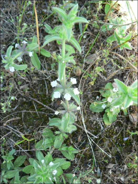 Sideritis romana