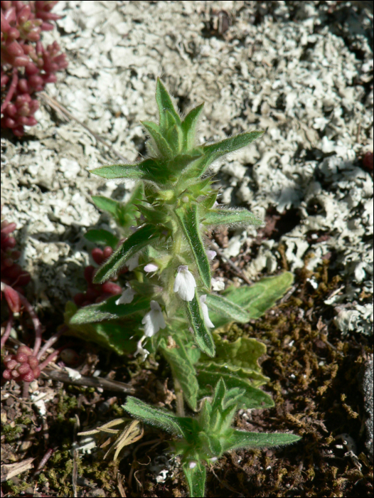 Sideritis romana