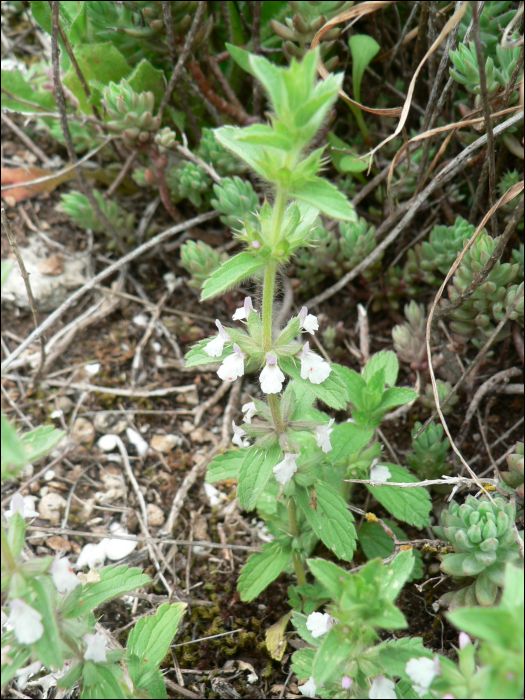 Sideritis romana