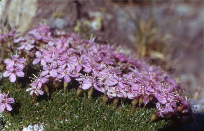 Silene acaulis Jacq