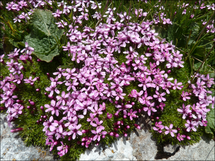 Silene acaulis Jacq