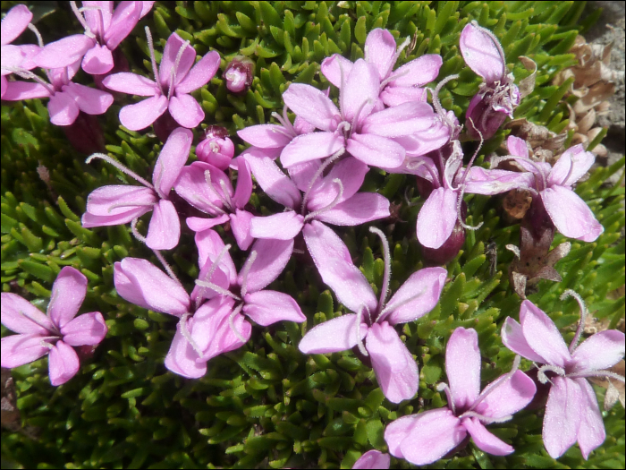 Silene acaulis Jacq