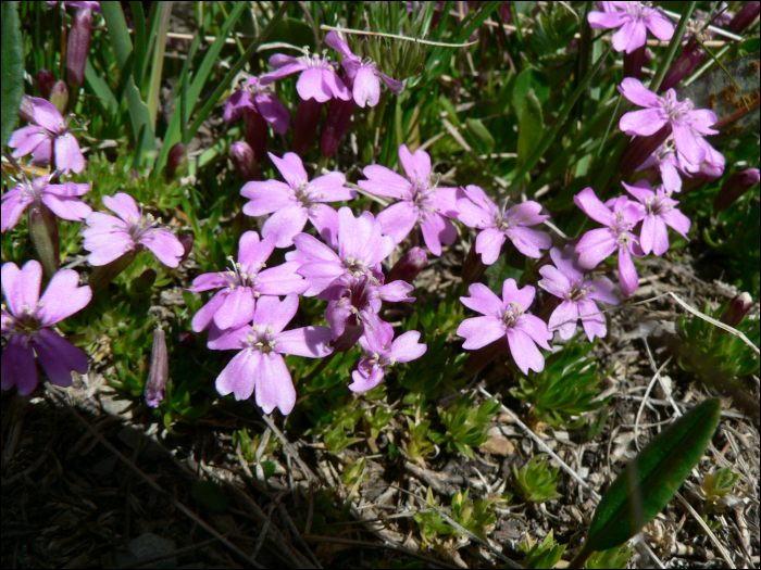 Silene acaulis Jacq