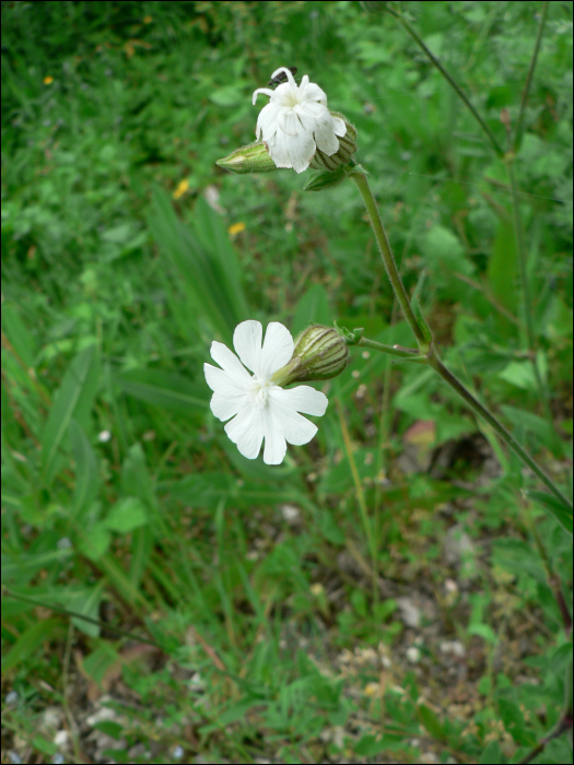 Silene alba