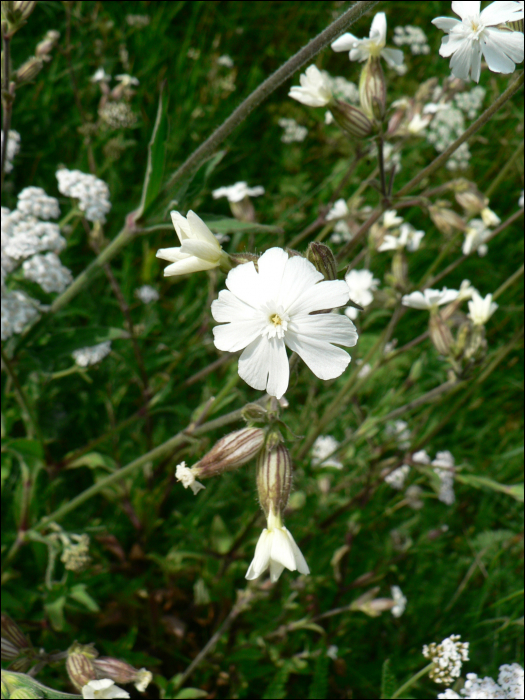 Silene alba