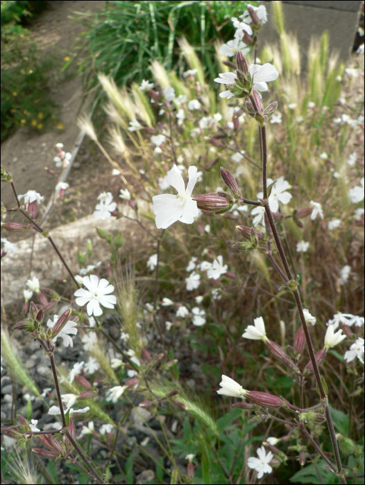 Silene alba