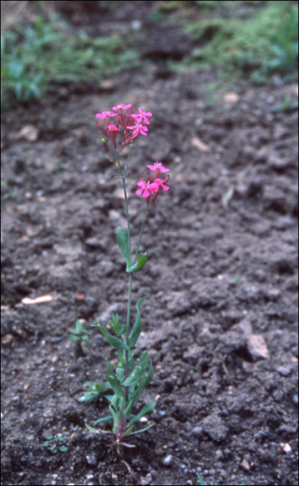 Silene armeria L.