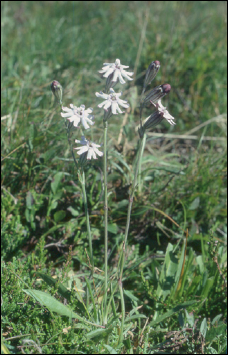 Silene ciliata Pourret