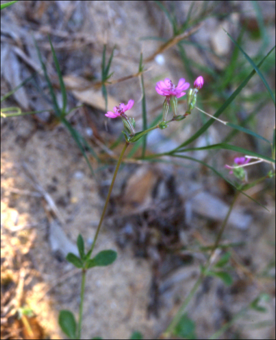 Silene colorata