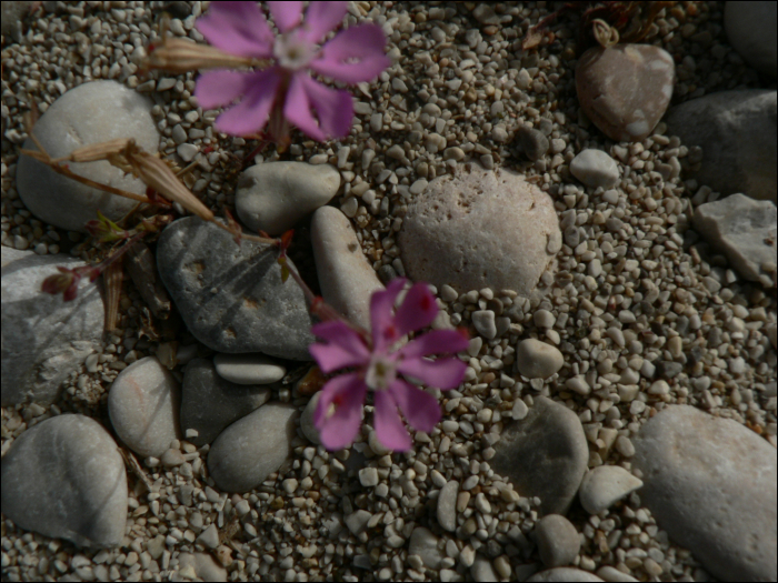 Silene colorata