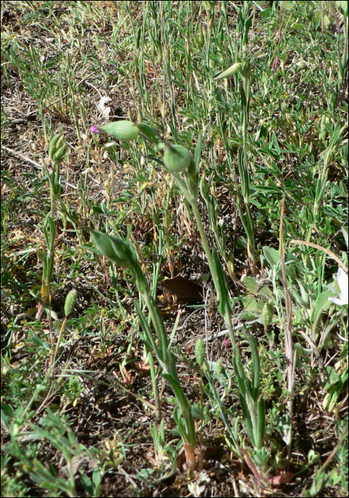 Silene conica