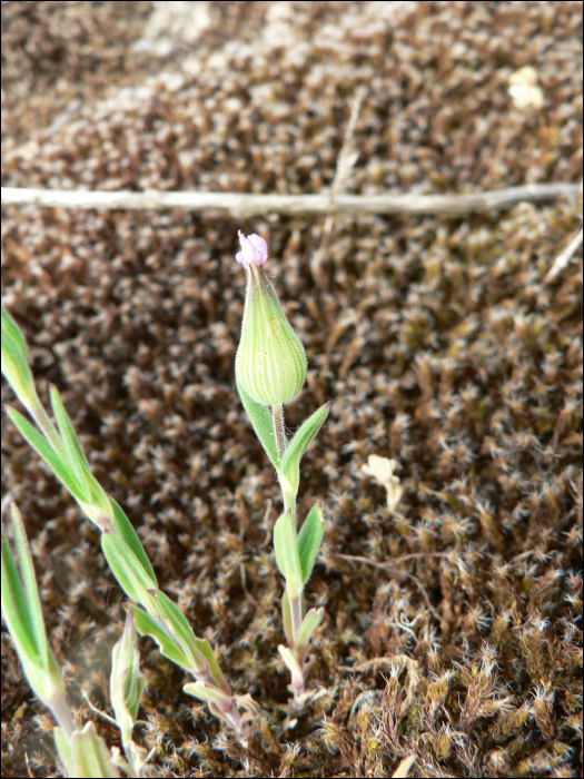 Silene conica