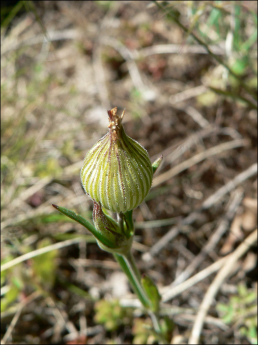 Silene conica