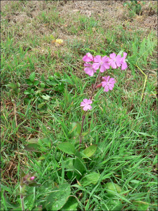 Silene dioica (L.) (=Melandrium silvestre)